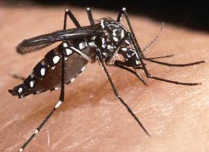 Ministerio de salud: Incidencia de dengue disminuye en todo el país